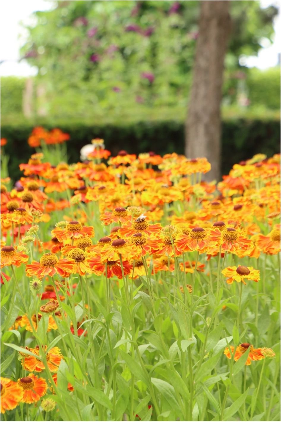 Inspiratie tuin
